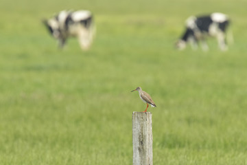 common redshank (tringa totanus) in farmland