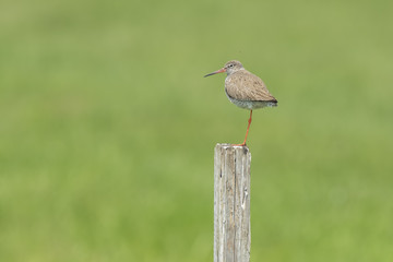 common redshank (tringa totanus) in farmland