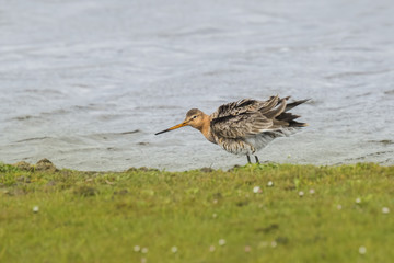  black-tailed godwit (limosa limosa)