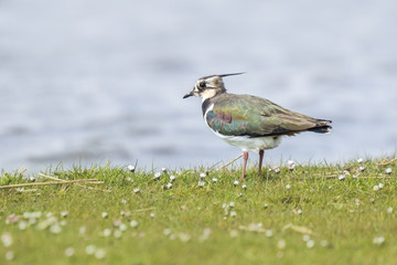 Northern lapwing walking a meadow