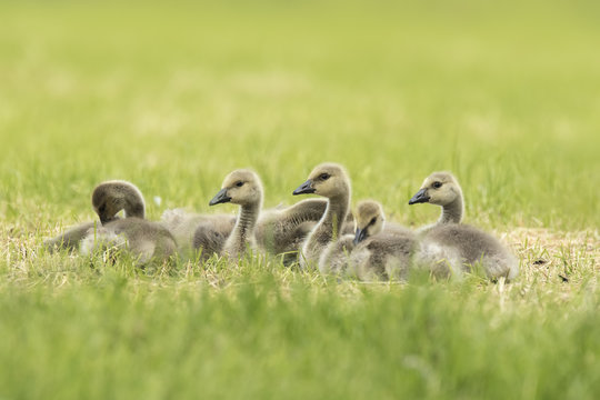 Canadian goose chicks and family