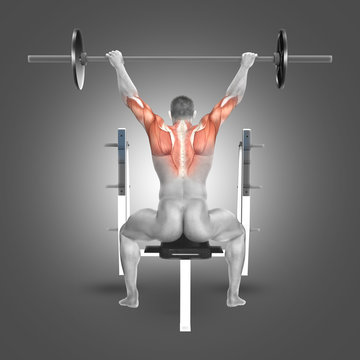 3D male figure in seated barbell press with arms raised