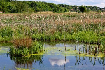 Beautiful wetland scenery at springtime with blue sky and reflection in the water
