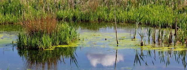 Beautiful wetland scenery at springtime with blue sky and reflection in the water
