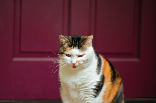 Angry calico cat showing it's teeth in front of a doorway.