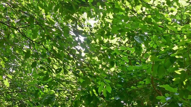view from below the canopy of trees in the forest
