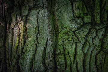 Dark green tree bark in the forest