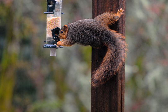 A Fox Squirrel stealing seeds from a bird feeder in the rain.
