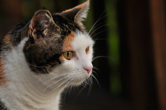 Calico cat looking off to the right