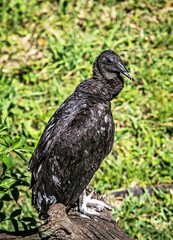 Black Vulture perched on log