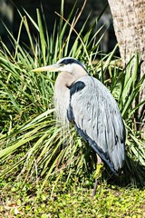 Grey Heron