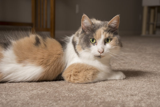 Muted Calico Cat