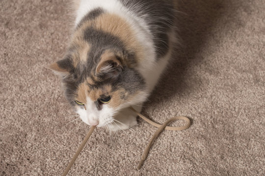 Cat Playing With String