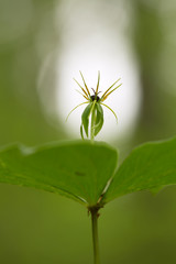 Herb-paris, Paris quadrifolia