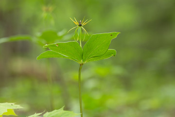 Herb-paris, Paris quadrifolia