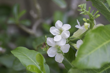 Beautiful white  flowers bloom on blurred background.