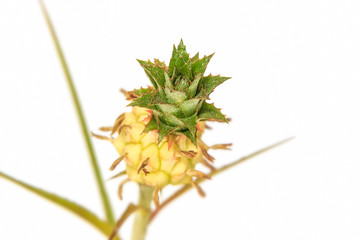 Small pineapple isolated on white background