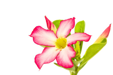 Obraz na płótnie Canvas Desert Rose or Impala Lily flower isolated on white background