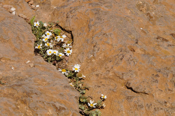 Camomile flowers on the way to Temple of Poseidon, Greece.