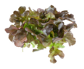oak leaf lettuce isolated