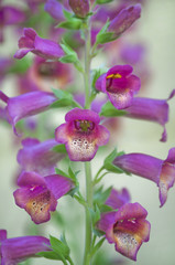 Fototapeta na wymiar Closeup of Foxglove flowers in variegated colors/Closeup of digitalis purpurea flowers and blossoms.