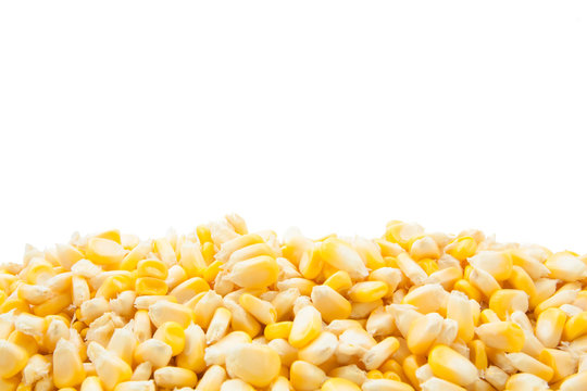 canned corn background isolated