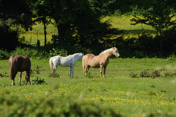 Horse, Horses - English Village