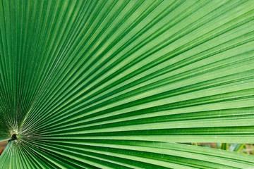 Texture of palm leaves  green used background