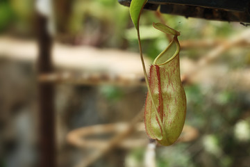Insectivorous plants Nepenthes Ampullaria  close up
