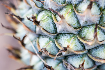 background of pineapple fruit