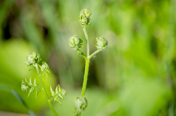 herb fern Siberian, plant