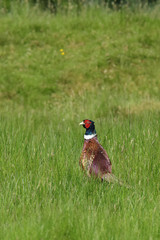 Pheasant, Phasianus colchicus