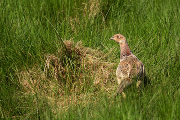Pheasant, Phasianus colchicus