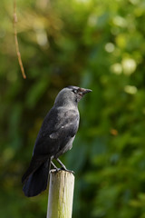 Western Jackdaw, Corvus monedula