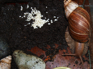 laying eggs of snails
