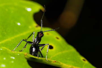 Black ant on leaf