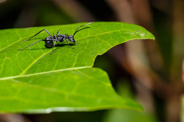 Black ant on leaf