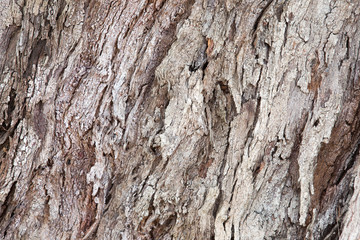close up of Bark Tree texture in nature