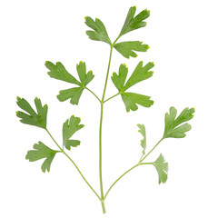 Parsley herb isolated on white background