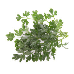 Obraz premium Parsley herb isolated on white background