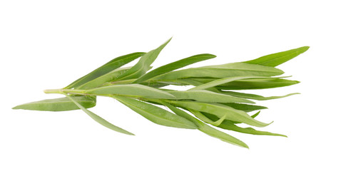 Fototapeta premium Tarragon herbs close up isolated on white