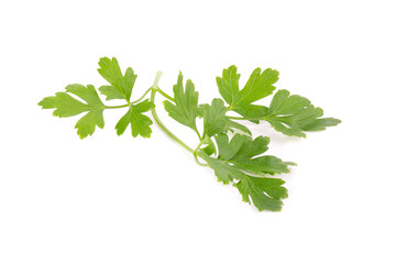 Parsley herb isolated on white background