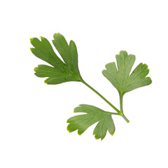 Parsley herb isolated on white background