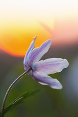 wood anemone at sunset