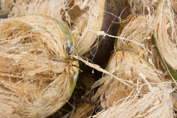Coconut husk