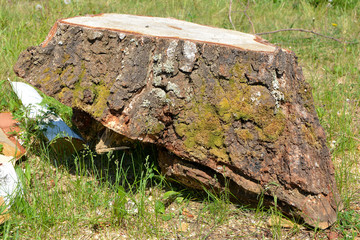 The stump of a birch tree