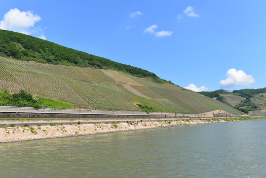 Bopparder Hamm Weinanbau