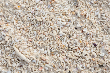 small broken corals, shells and sand on the beach