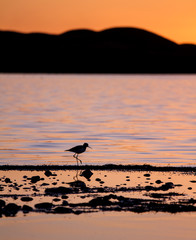a bird wading on a lake edge at sunset