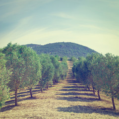 Olive Grove